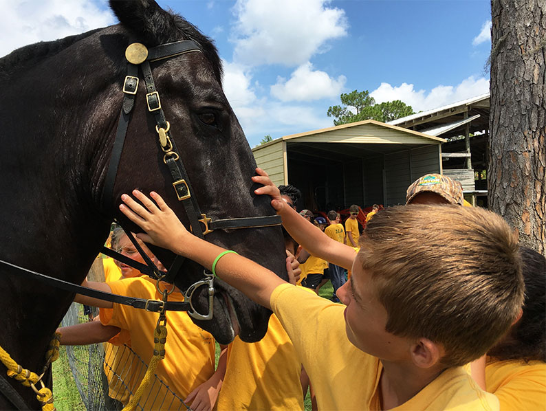 Horse getting pet